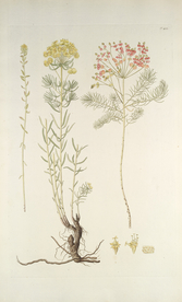 精美绘画草本植物图谱