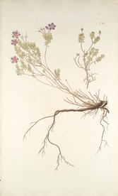 精美绘画草本植物图谱