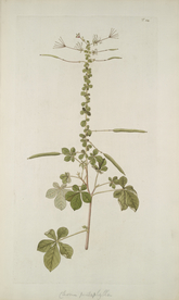 精美绘画草本植物图谱