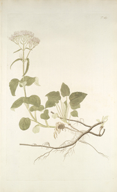 精美绘画草本植物图谱