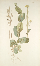 精美绘画草本植物图谱