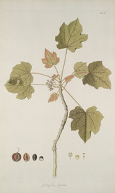 精美绘画草本植物图谱