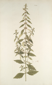 精美绘画草本植物图谱