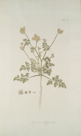 精美绘画草本植物图谱