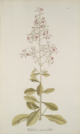 精美绘画草本植物图谱