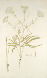 精美绘画草本植物图谱