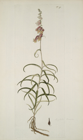 精美绘画草本植物图谱