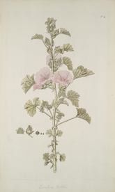 精美绘画草本植物图谱