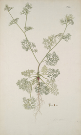 精美绘画草本植物图谱