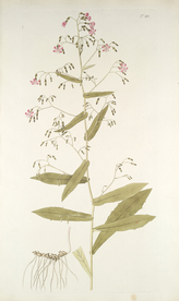 精美绘画草本植物图谱