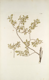 精美绘画草本植物图谱