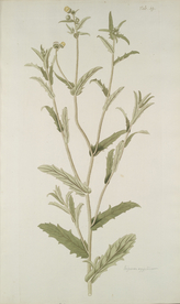 精美绘画草本植物图谱