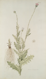 精美绘画草本植物图谱