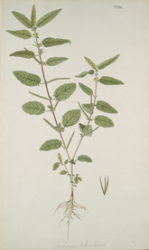 精美绘画草本植物图谱