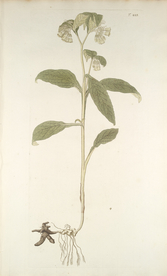 精美绘画草本植物图谱