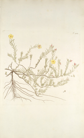 精美绘画草本植物图谱