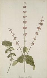 精美绘画草本植物图谱