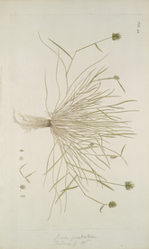 精美绘画草本植物图谱