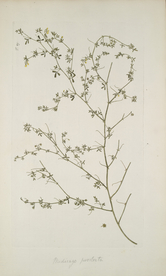 精美绘画草本植物图谱