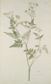 精美绘画草本植物图谱