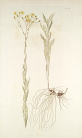 精美绘画草本植物图谱