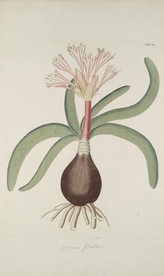 精美绘画草本植物图谱