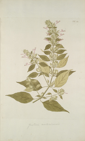 精美绘画草本植物图谱