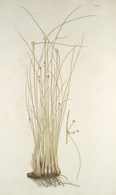 精美绘画草本植物图谱