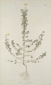 精美绘画草本植物图谱