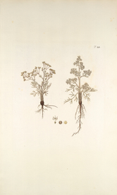 精美绘画草本植物图谱