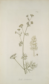 精美绘画草本植物图谱