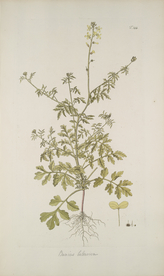 精美绘画草本植物图谱