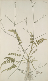 精美绘画草本植物图谱