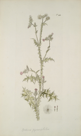 精美绘画草本植物图谱