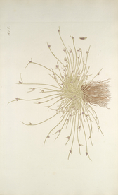 精美绘画草本植物图谱