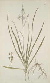 精美绘画草本植物图谱