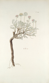 精美绘画草本植物图谱