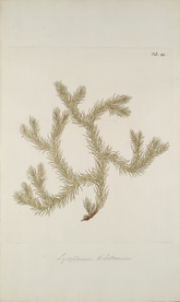 精美绘画草本植物图谱