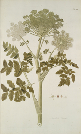 精美绘画草本植物图谱