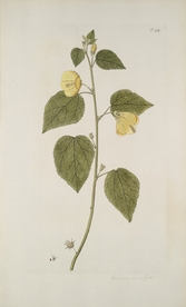 精美绘画草本植物图谱