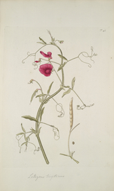 精美绘画草本植物图谱