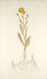 精美绘画草本植物图谱