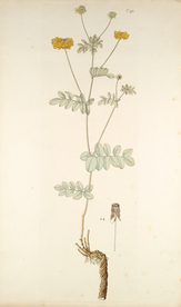 精美绘画草本植物图谱