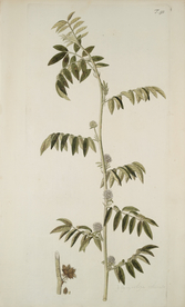 精美绘画草本植物图谱