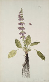 精美绘画草本植物图谱