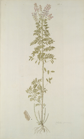 精美绘画草本植物图谱