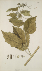 精美绘画草本植物图谱