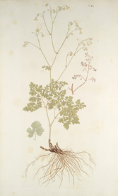 精美绘画草本植物图谱