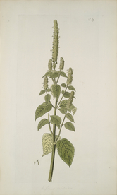 精美绘画草本植物图谱