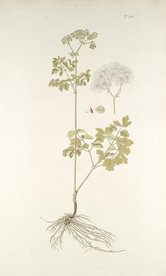 精美绘画草本植物图谱